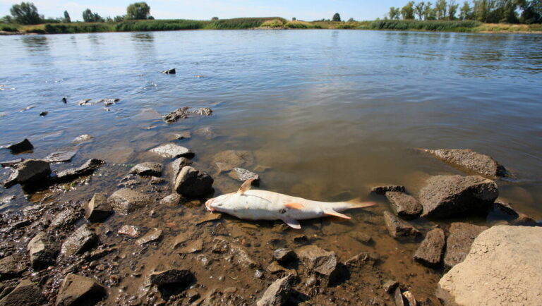 Polish Briefing: The cover allowance from the anti-inflation shield will apply until the end of the year | Government plans to support people affected by the ecological disaster on the Odra River